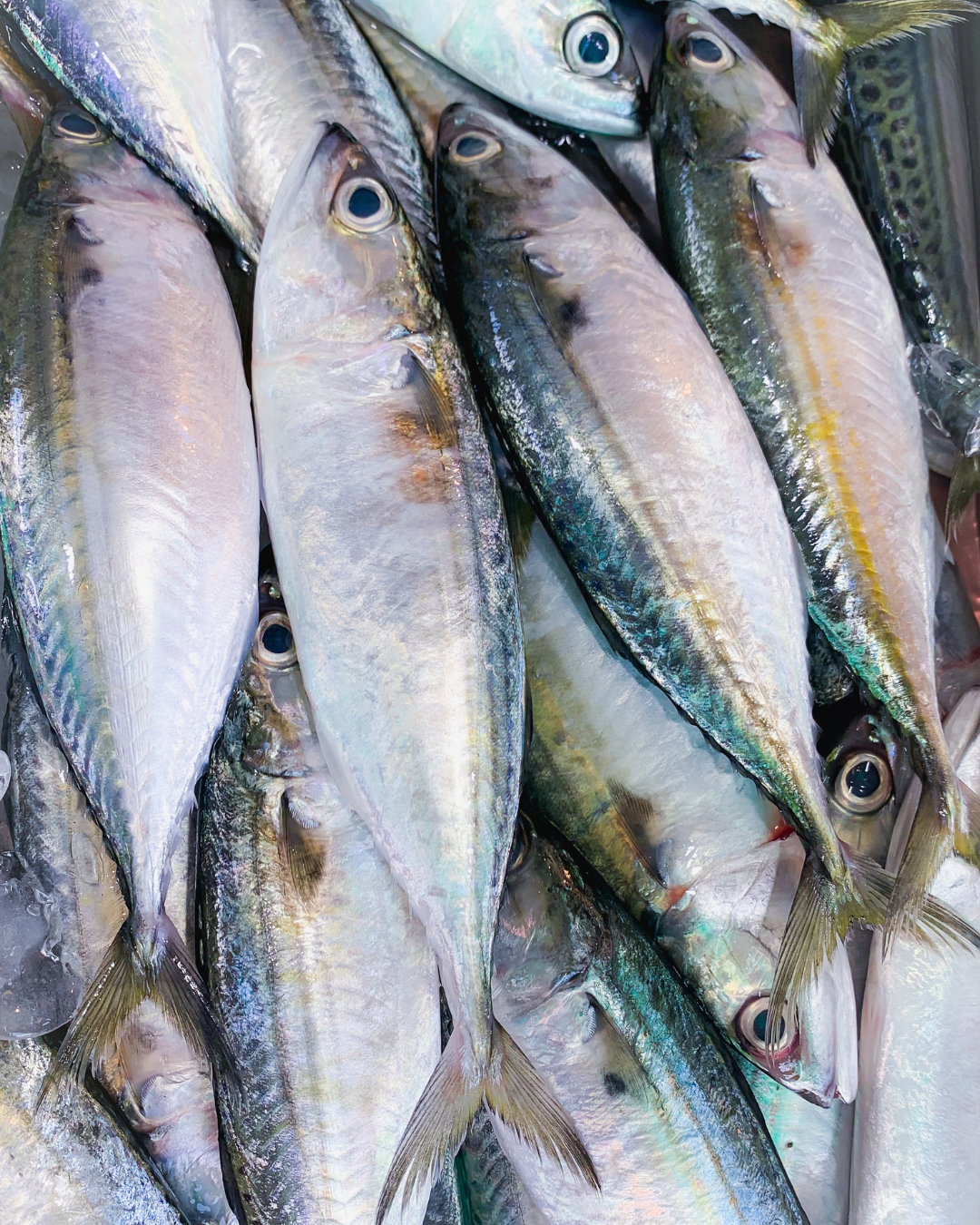 Guaratuba regulamenta transporte comercial de pescados e institui Romaneio obrigatório